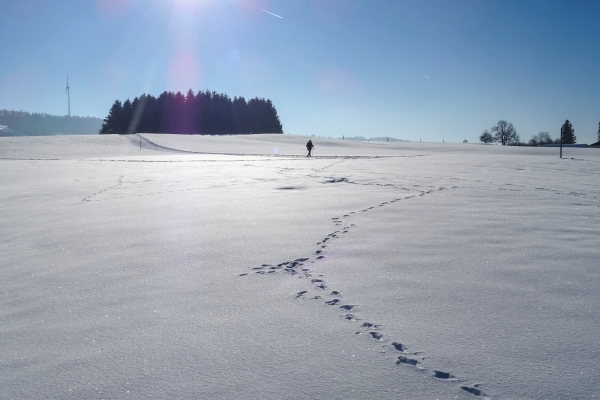 Randonnée hivernale dans les Franches-Montagnes