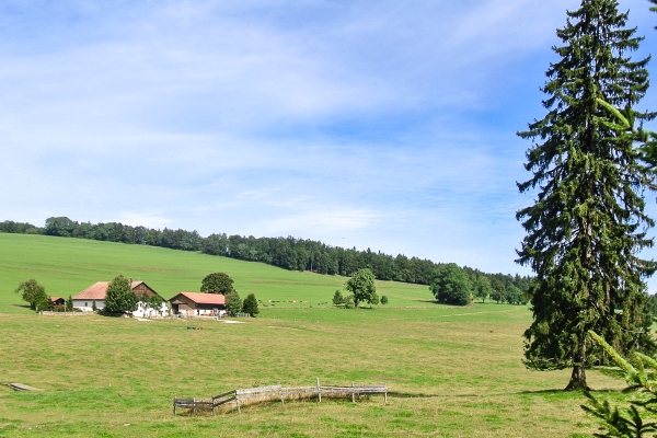 Etangs et pâturages des Franches-Montagnes