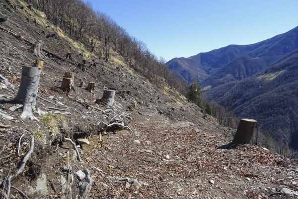 An sonnigen Hängen im Centovalli