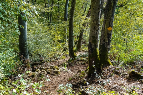 Wanderung auf die Gisliflue im Jurapark Aargau