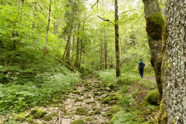 Les fées vertes du val de Travers