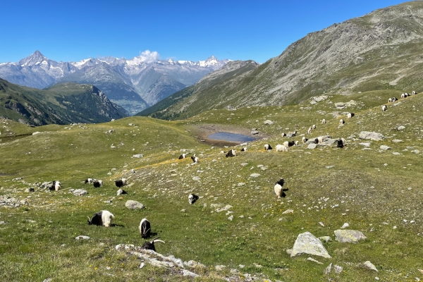 En passant par le col de Sirwoltusattel