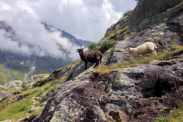 Loin de la civilisation dans les Alpes bernoises