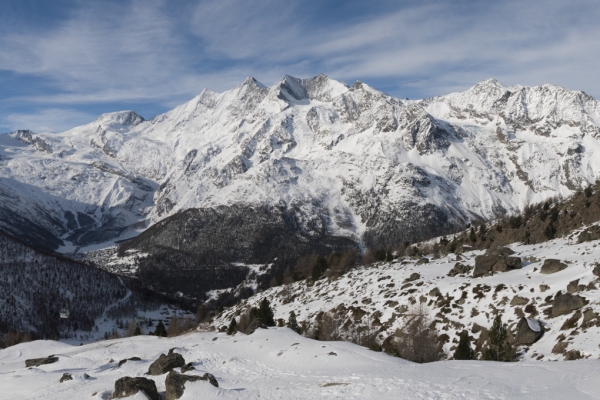 Les vieux mélèzes de la vallée de Saas