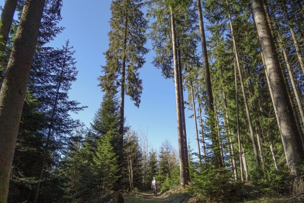 Fernsicht und Gipfelschau im Voralpengebiet