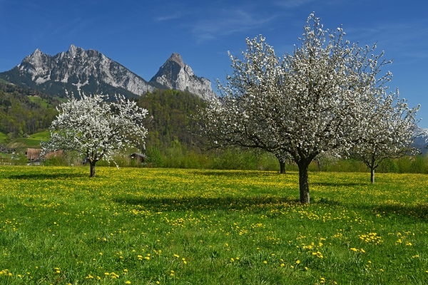 Le Wildspitz en fleurs