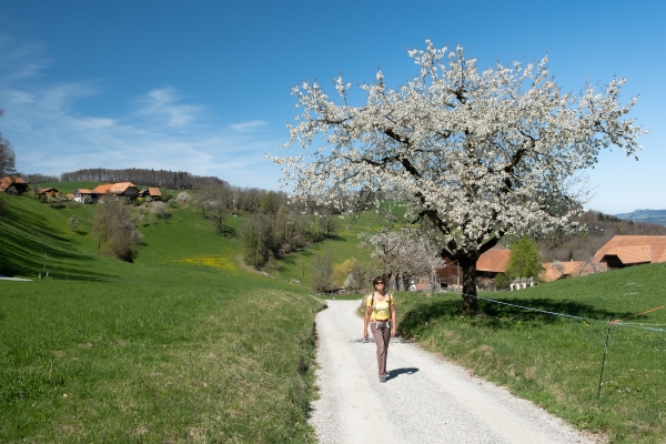 Lungo il sentiero alto della valle della Gürbe