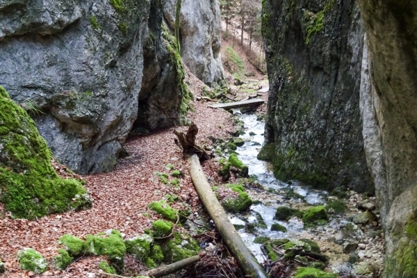 Sentier de la Wolfsschlucht dans le Parc naturel Thal