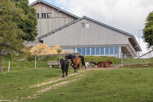 Altersheim für Pferde