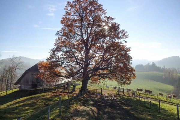 Rund um den Hegewald