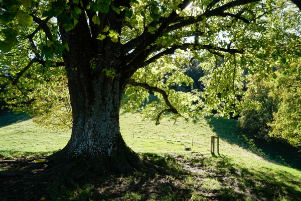 Du côté saint-gallois du Tössbergland