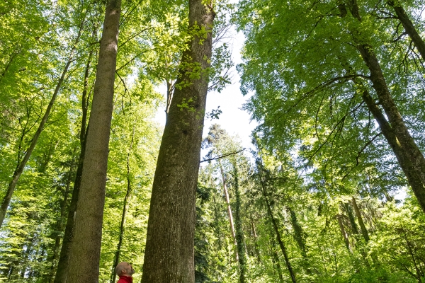 Galm, commune des arbres