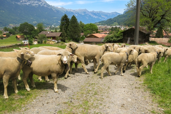 Eindrückliche Saxetenschlucht