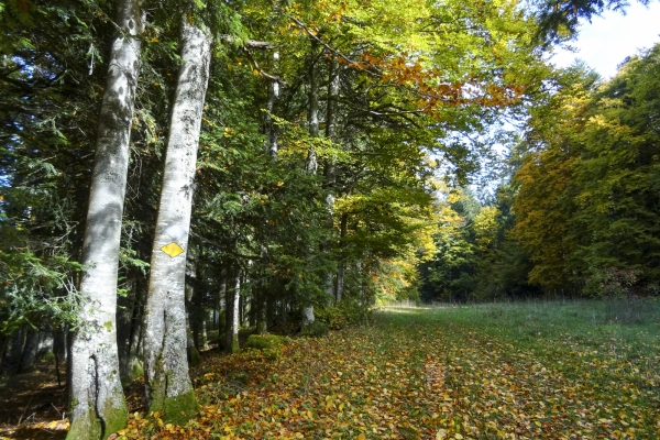 Auf den Spuren von «Lothar» im Val de Travers