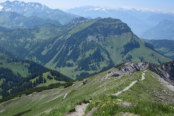 Ein dominanter Kopf