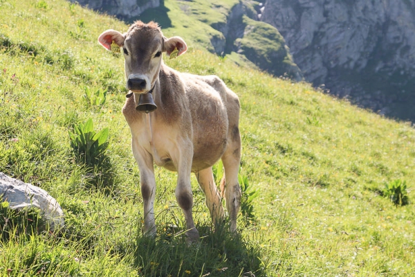 Steile Aufstiege im Blütenparadies