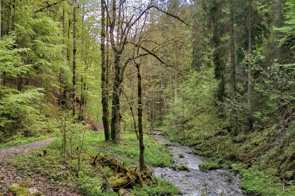 Gorge sauvage dans les Franches-Montagnes