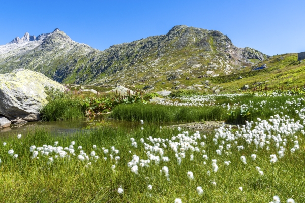 Entre agitation et calme au col du Grimsel