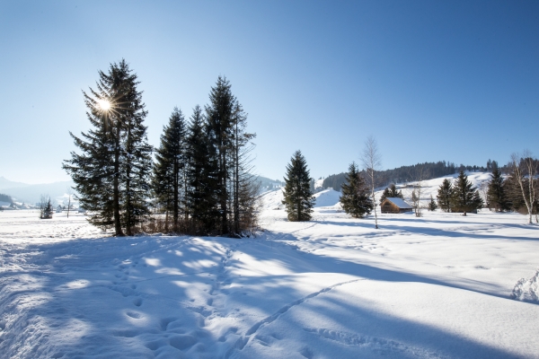 Im Hochmoor von Rothenthurm