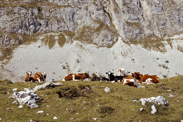 Du Diemtigtal au Simmental