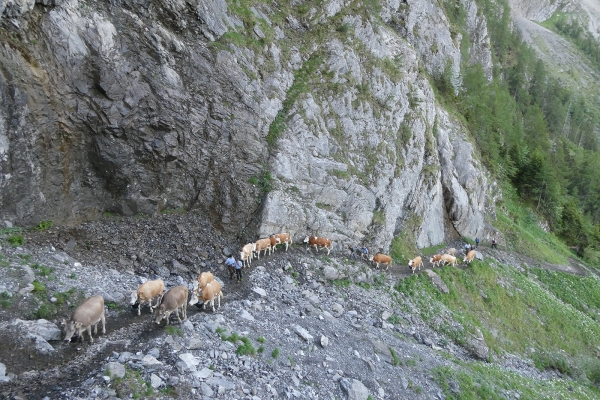 Vaches, cascades et prés