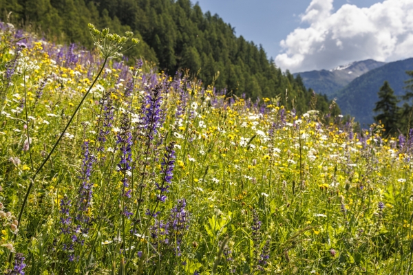 Fleurs et panorama au-dessus du Val Müstair