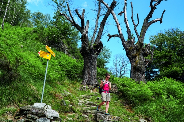 In alto sopra la Valle Maggia