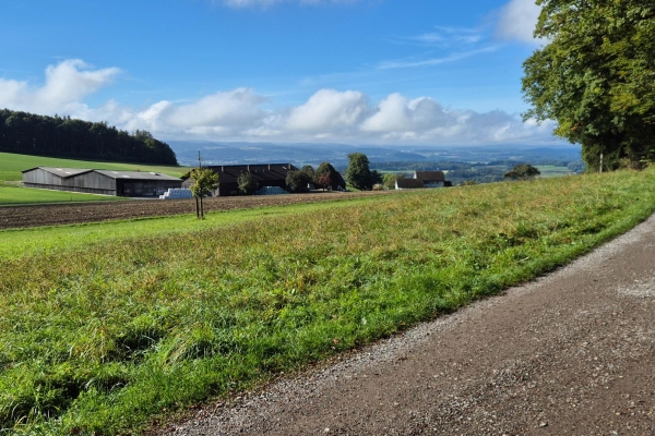 Von Hüttwilen über den Hörnliwald nach Mammern