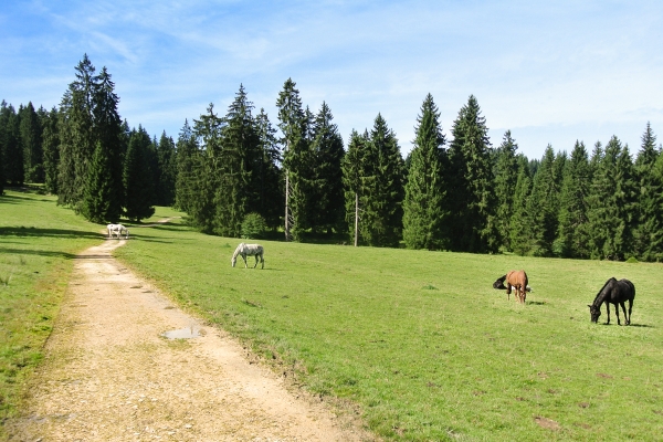 Etangs et pâturages des Franches-Montagnes