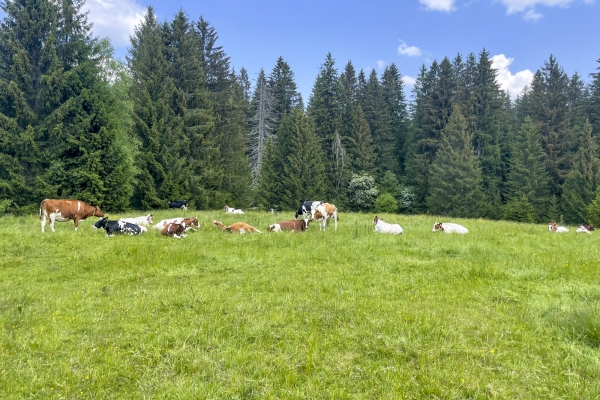 Vom Klosterdorf Bellelay auf den Montbautier