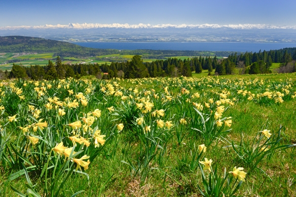 Jura neuchâtelois en fleurs