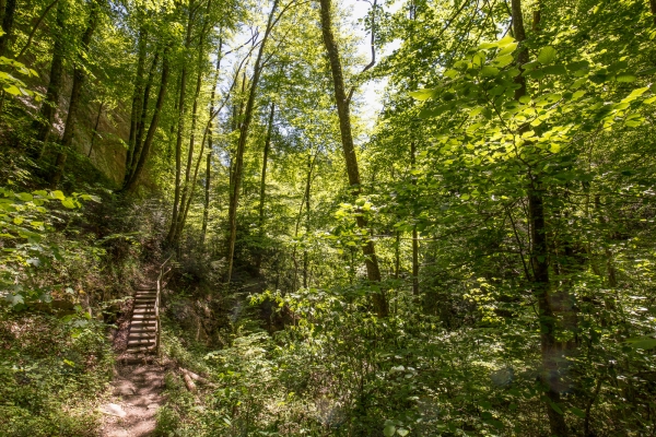 Du Vorderland appenzellois à la vallée du Rhin