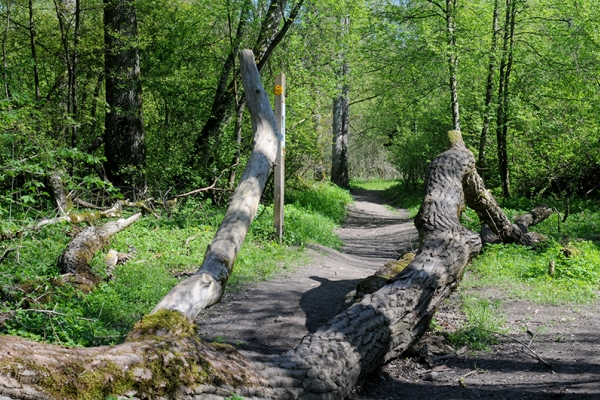 In der Wildnis nahe Aarau