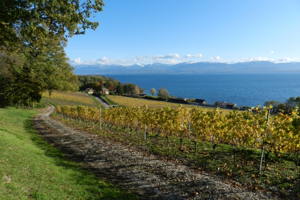 Le lac Léman, ses vignes et ses kiwis