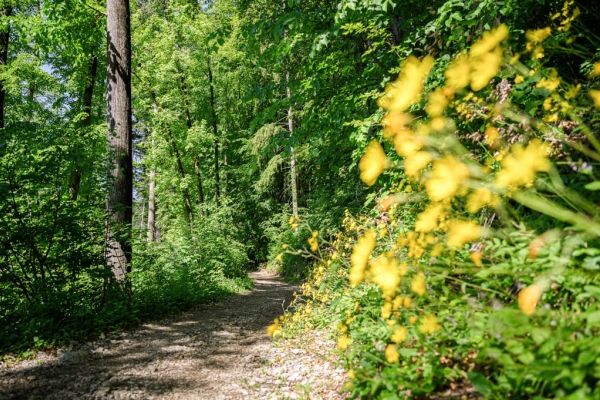 Randonnée aux chutes du Seerenbach