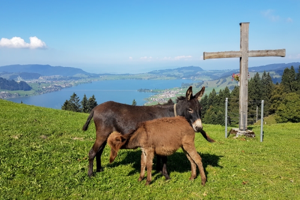 Rundwanderung mit Rundumsicht