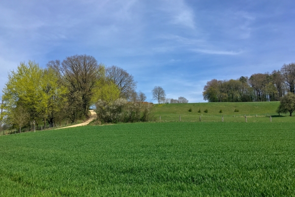 Randonnée panoramique au-dessus du Rhin