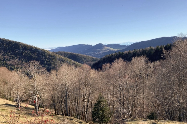 Sentier de la Wolfsschlucht dans le Parc naturel Thal