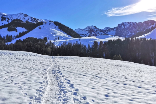 Rundtour auf Schneeschuhen im Greyerzerland