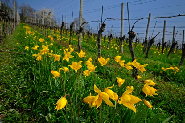 Des tulipes rares près de Bâle