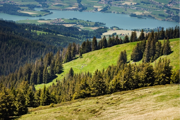 Un paysage typiquement gruérien 