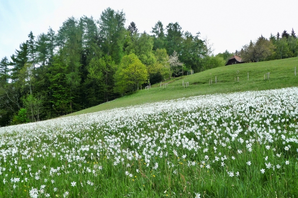 Narcisses et gorge du Chauderon