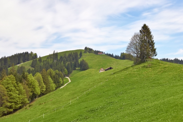 Alpweiden zwischen Sihlsee und Zürichsee