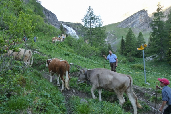 Vaches, cascades et prés