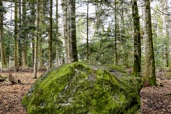 Von Gimel ins Weinbaugebiet La Côte