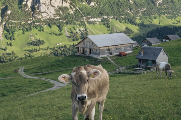 Blumenpracht und Rundsicht im Alpstein