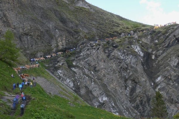 Vaches, cascades et prés