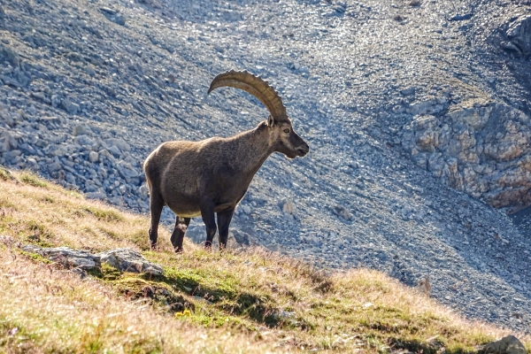 Im Reich von Alpenmohn und Steinbock