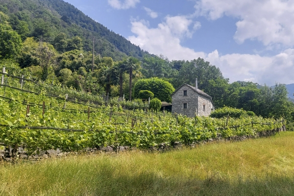 En pleine nature dans les Centovalli