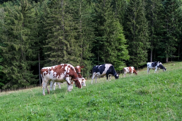 Vers l’alpage de L’Urqui (FR)